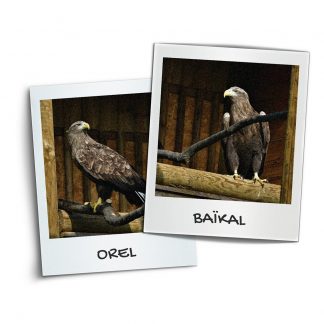 Orel and Baikal couple.