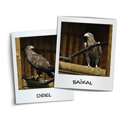 Orel and Baikal couple.