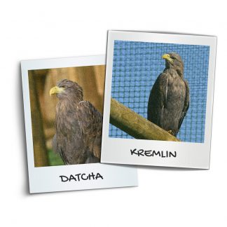 Datcha et Kremlin couple.