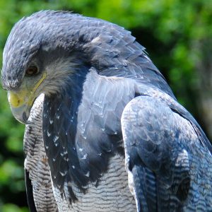 Portrait en gros plan du haut d'un aigle bleu du Chili, sa tête est baissée vers le bas sur le côté gauche de la photo, un insecte vole tout prés d'elle. De couleur gris bleu dessus, blanc gris perlé dessous, avec une poitrine sombre.