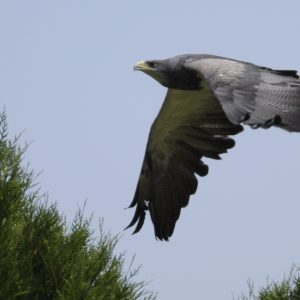 Aigle bleu en plein vol, il est à droite de la photo et se dirige vers la gauche. Il est de couleur grise et le dessous de ses ailes est plus