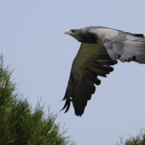 Aigle bleu du Chili en plein vol, il est à droite de la photo et se dirige vers la gauche. De couleur gris bleu dessus, blanc gris perlé dessous, avec une poitrine sombre.