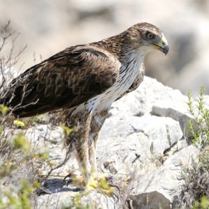 Gros plan sur un aigle de bonelli posé sur un roche en pleine nature. Il est tourné sur la droite. De couleur claire-blanc strié contrastant avec des ailes et une queue sombres.