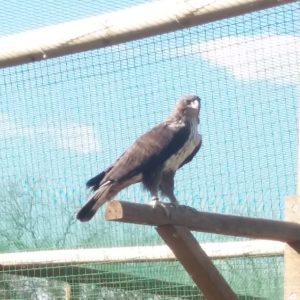 Aigle de bonelli dans sa volière au parc Les Aigles du Léman. Il est posé sur son perchoir sur le côté droit de la photo. De couleur claire-blanc strié contrastant avec des ailes et une queue sombres.