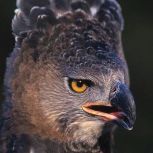 Portrait d'un aigle couronné sur fond noir. Son bec est entrouvert, ses yeux sont jaunes or et il regarde côté droit. Il est couronné comme si il portait un diadème sur sa tête.