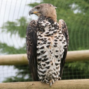 Portrait d'un aigle couronné dans son entier. Il est dans sa volière, au parc Les Aigles du Léman, posé sur un perchoir en boir. Sa tête, de couleur marron clair, est tourné vers la gauche, 