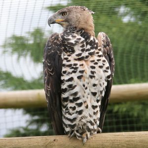 Portrait d'un aigle couronné dans son entier. Il est dans sa volière, au parc Les Aigles du Léman, posé sur un perchoir en bois. Sa tête, de couleur marron clair, est tournée vers la gauche. La poitrine et l'abdomen, sont couleur fauve, densément tachées de noir et blanc. Les ailes sont larges et relativement courtes, de couleur noisette et des rayures gris foncé et blanc.