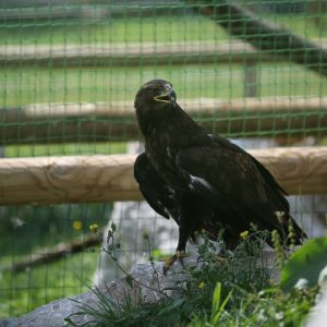 Aigle criard dans sa volière au parc Les Aigles du Léman. Il est posé sur un rocher, sa couleur est foncé et son bec est entrouvert.