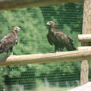 Un couple d'aigles criards perchés, dans leur volière au parc Les Aigles du Léman. Le plumage est brun sombre.