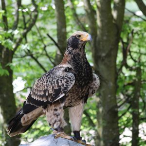 Aigle de Verreaux posé sur un rocher dans la forêt