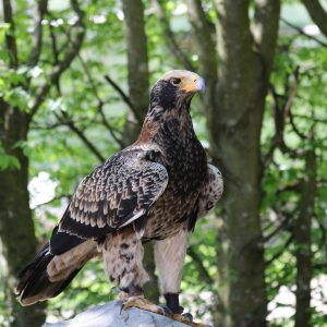 Aigle de Verreaux, dans son entier, posé sur un rocher dans la forêt. Il est de couleur clair et foncé alternativement.