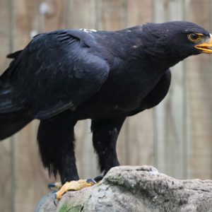 Portrait d'un aigle de Verreaux posé sur un rocher. Son plumage est noir, Le bec est assez gros avec une base jaune, et une extrémité grise très crochue.