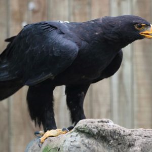 Portrait d'un aigle de Verreaux