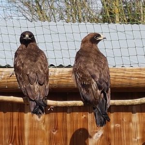 Gros plan sur un couple d'aigle de wahlberg perché au soleil dans leur volière au parc des Aigles du Léman.