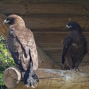 Couple d'aigle de wahlberg dans leur volière au parc Les Aigles du Léman. Ils sont de couleur foncée.