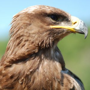 Portrait d'un aigle des steppes en gros plan, il regarde à droite.