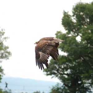 Aigle des steppes en vol au parc Les Aigles du Léman.