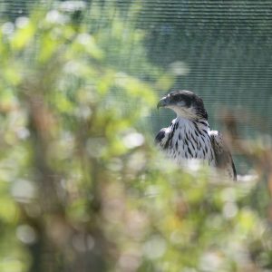 Portrait d'un aigle fascié dans sa volière au parc Les Aigles du Léman. Le 1er plan est flouté et il regarde sur la gauche.