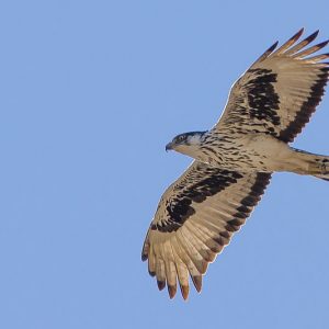 Aigle fascié en vol, Les parties supérieures sont noires. Le ventre est blanc abondamment rayé de noir.