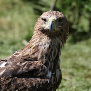 Portrait d'un aigle impérial subadulte, il regarde de face.