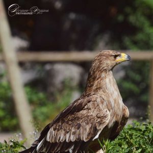 Photo profil droit de Doriane Messina d'un aigle impérial au sol. Son plumage est marron glacé.