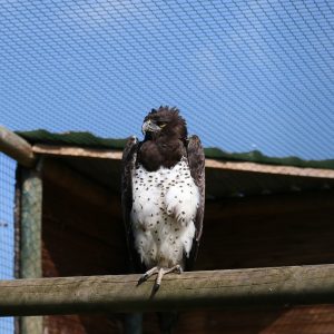 Aigle martial dans sa volière au parc Les Aigles du Léman, il est posé sur une patte sur une branche. Sa tête, sa queue et le dessus de ses ailes sont de couleur marron foncé. Son ventre et le dessous sont blanc pur parsemée taches noires.