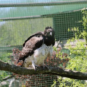 Aigle martial dans sa volière au parc Les Aigles du Léman, il est posé sur une branche.
