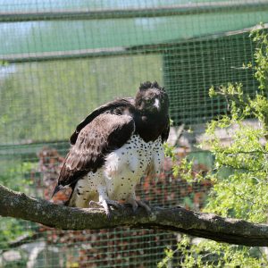 Aigle martial dans sa volière au parc Les Aigles du Léman, il est posé sur une branche. Sa tête, sa queue et le dessus de ses ailes sont de couleur marron foncé. Son ventre et le dessous sont blanc pur parsemée taches noires.