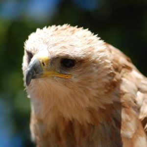 Portrait d'un aigle ravisseur. Sa couleur est brun roux, il regarde côté gauche.