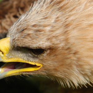 Gros plan gauche sur aigle ravisseur, le bec ouvert.