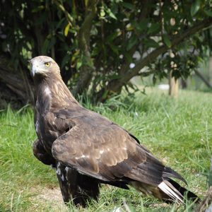 Aigle royal dans sa volière au parc Les Aigles du Léman. Il est présenté au sol dans l'herbe à droite d'un enrochement. Sa couleur est brun foncé.