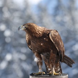 Portrait d'un aigle royal sur un support de vol en bois. Sa couleur est brun foncé.