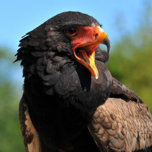 Portrait of bateleur des savanes. It looks to the right, its beak is open. He has black eyes with a red eye circle. The bare face is bright red. The hooked bill is yellowish with a black tip.