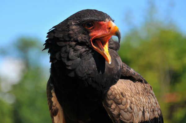 Portrait of bateleur des savanes. It looks to the right, its beak is open. He has black eyes with a red eye circle. The bare face is bright red. The hooked bill is yellowish with a black tip.
