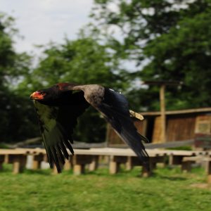 Aigle bateleur des savanes en vol sur l'air de spectacle du parc Les Aigles du Léman, il n'y a pas de public.