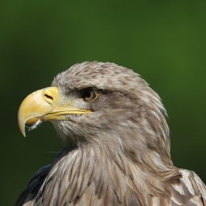 Portrait d'un pygargue à queue blanche. Il regarde vers la gauche.