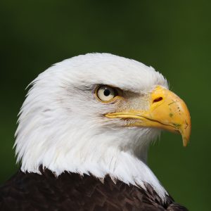 Portrait of a bald eagle looking to the right.