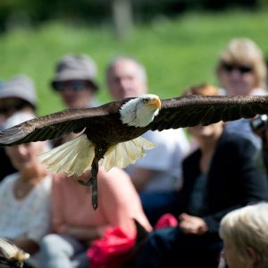 Pygargue à tête blanche en plein vol au cours du spectacle "Les seigneurs des cieux" au parc Les Aigles du Léman.