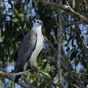 Pygargue blagre posé sur une branche en pleine nature. Son corps est blanc et ses ailes sont foncées. La phot est de Joêl Chassin de oiseaux.net.