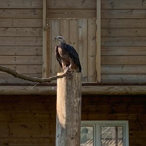 Aigle blagre dans son enclos en bois. Il est posé sur un tronc d'arbre. Sa couleur est foncé.