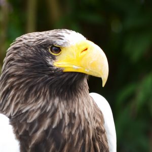 Portrait of a paused steller eagle looking to the right.
