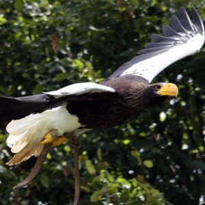 Aigle steller en plein vol. Son corps est foncé, ses ailes sont blanches et noires, sa queue est blanche et son bec est imposant de couleur jaune.