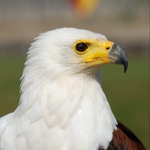 Portrait d'un pygargue vocifer, sa tête est blanche et son bec est jaune. Il regarde du côté droit.