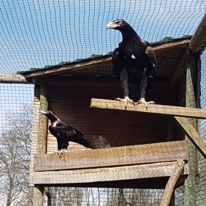 Il y a 2 aigles uraète audacieux dans leur volière, l'un est perché devant le nid et l'autre est perché dans le nid. Ils sont de couleur foncée. 