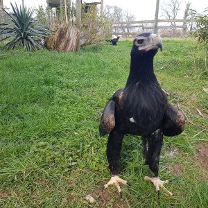 L'image présente un aigle uraète audacieux au sol sur un parterre de gazon. Il est de couleur foncée..