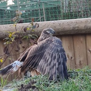 Buse busard cendré dans sa volière au parc Les Aigles du Léman au sol avec ses ailes au 3/4 ouvertes. Elle est tournée du côté droit.