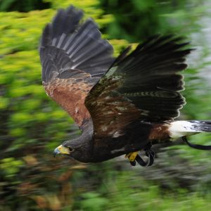 Buse de harris en vol. Son plumage est brun chocolat., avec des taches nettes couleur noisette sur les épaule. Le bec est puissant, avec la base jaune et le bout foncé.