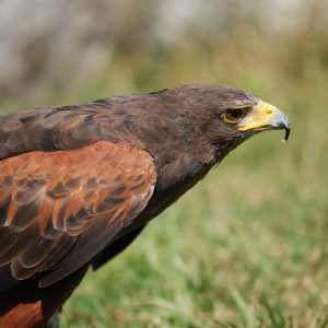 Profil droit de buse de harris. Son plumage est brun chocolat., avecdes taches nettes couleur noisette sur les épaule. Le bec est puissant, avec la base jaune et le bout foncé.