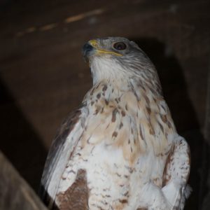 Vue par dessous d'une buse royale dans un abri en bois. La poitrine est teintée de roux. L'iris est brun-jaune.