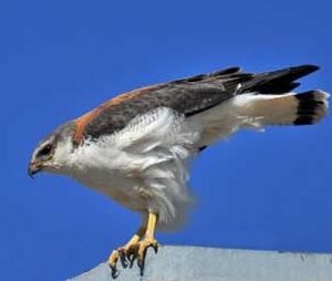 Profil gauche d'une buse tricolore posé sur un coin de bâtiment. Son dos est de couleur marron et gris, son ventre est blanc.